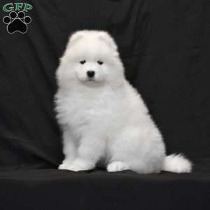 Symantha, Samoyed Puppy